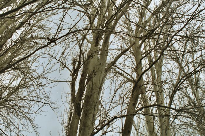 Y'a aussi des arbres en Espagne